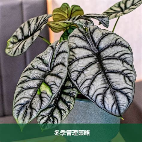 觀音葉植物|銀龍觀音蓮完全養護手冊 專家級種植與繁殖指南 